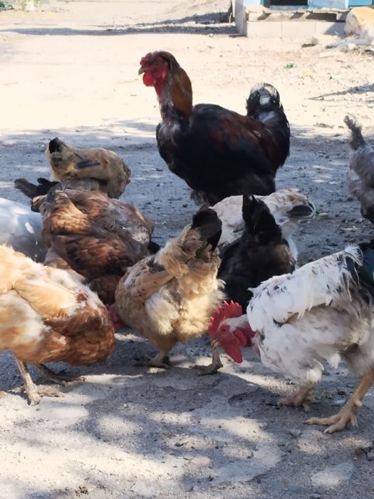 Домашний куры и петухи пародный  разный пародый