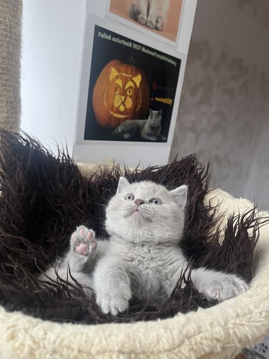 British shorthail lilac