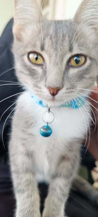 Добрый и игривый котёнок ищет хозяина