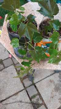Vita Japoneza Parthenocissus tricuspidata