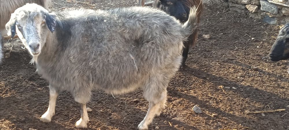 Продаем  коз и козла . Ешки сатыады