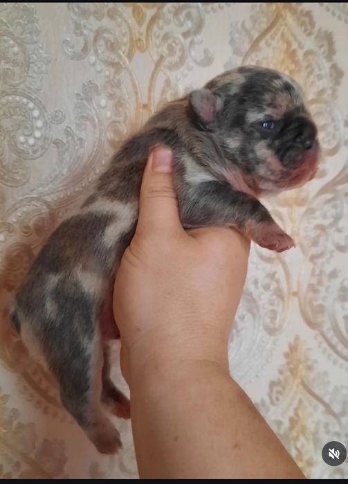 Шикарный малыши Французского бульдога