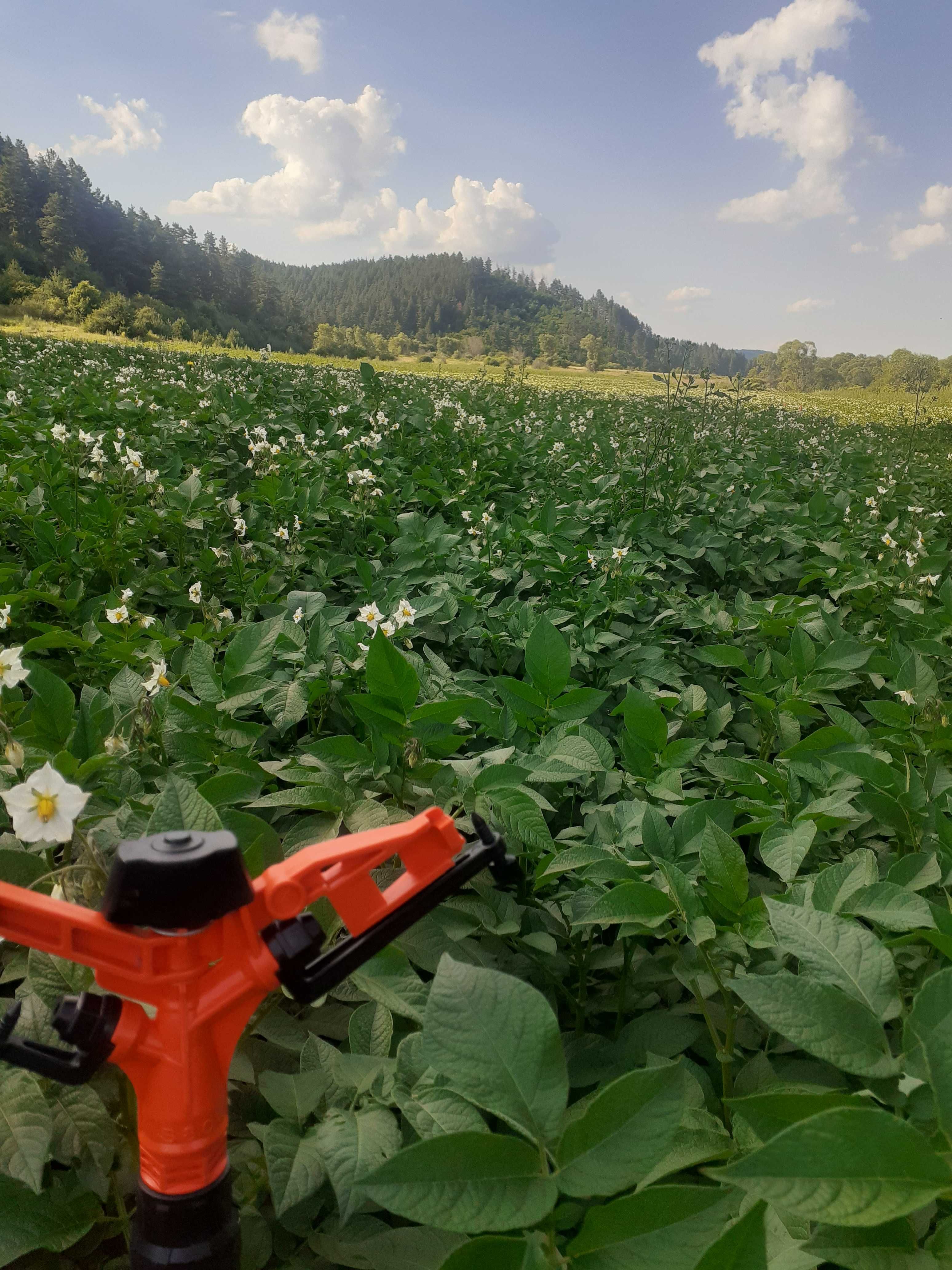 Картофи сорт сорая