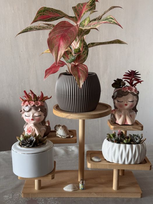 Комнатные растения. Подарок к новому году