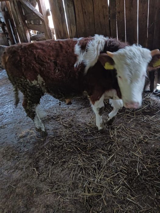 Tăuraș de vânzare