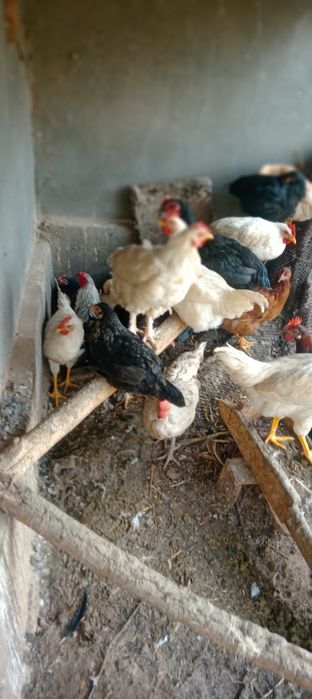 Oq xoroz sotiladi kelishamiz qolganiga kelishamiz