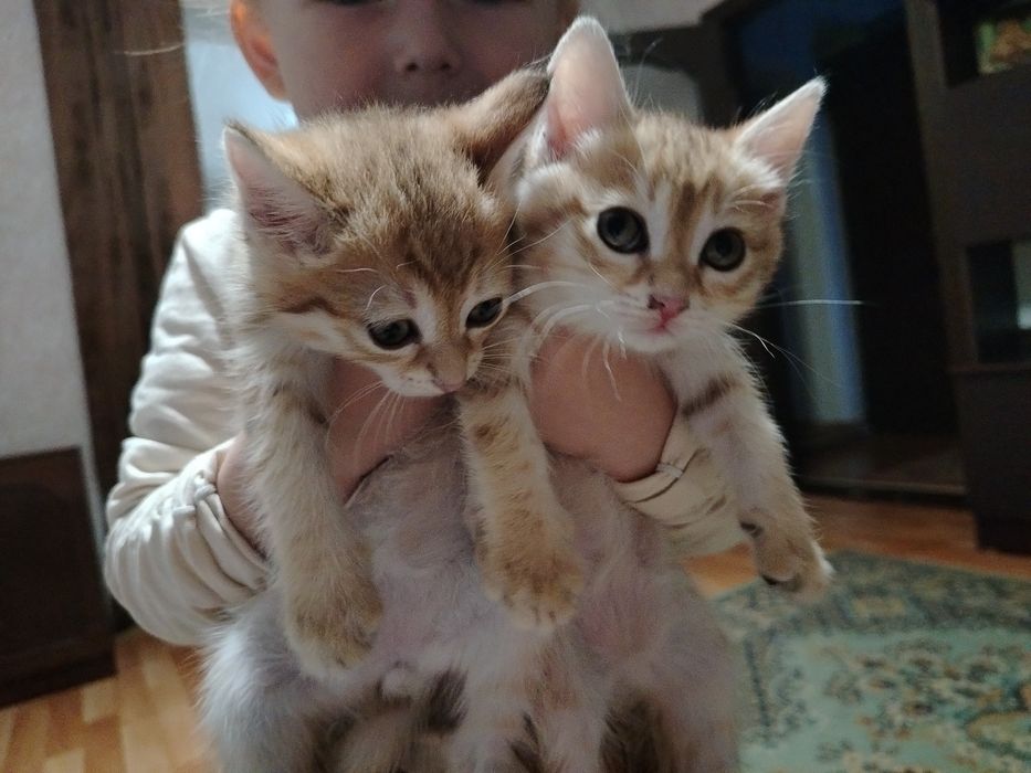 Отдам в добрые руки котят