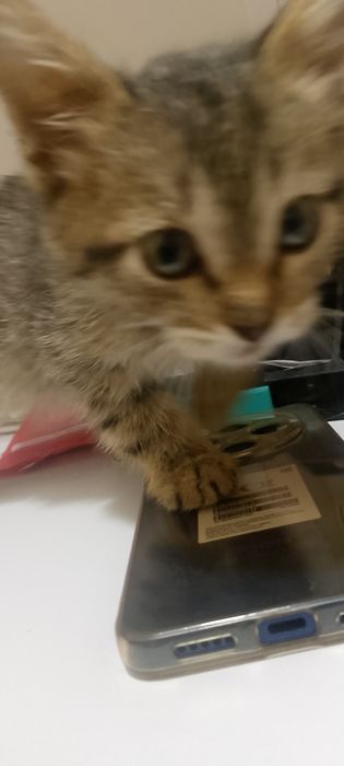 Котёнок! Кто-то выбросил маленького котёнка