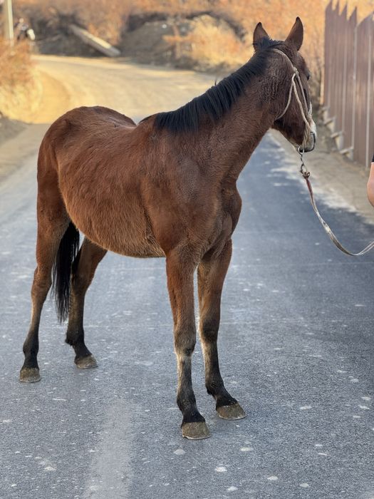 Продается кобылка