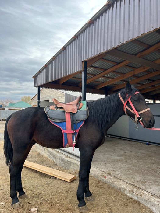 Жуас мінгі жылқылар сатылады