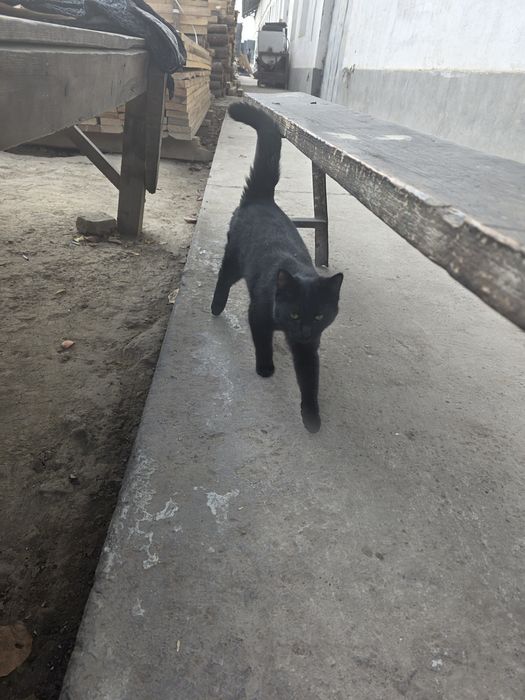 Мушук зато бошка