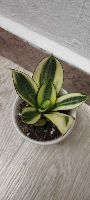 Цветя за продажба!