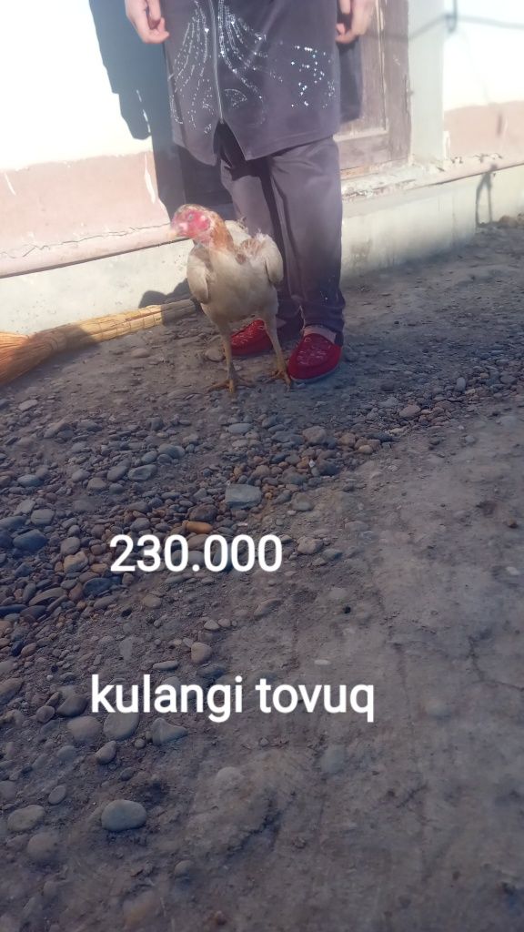 Sotiladi kulangi