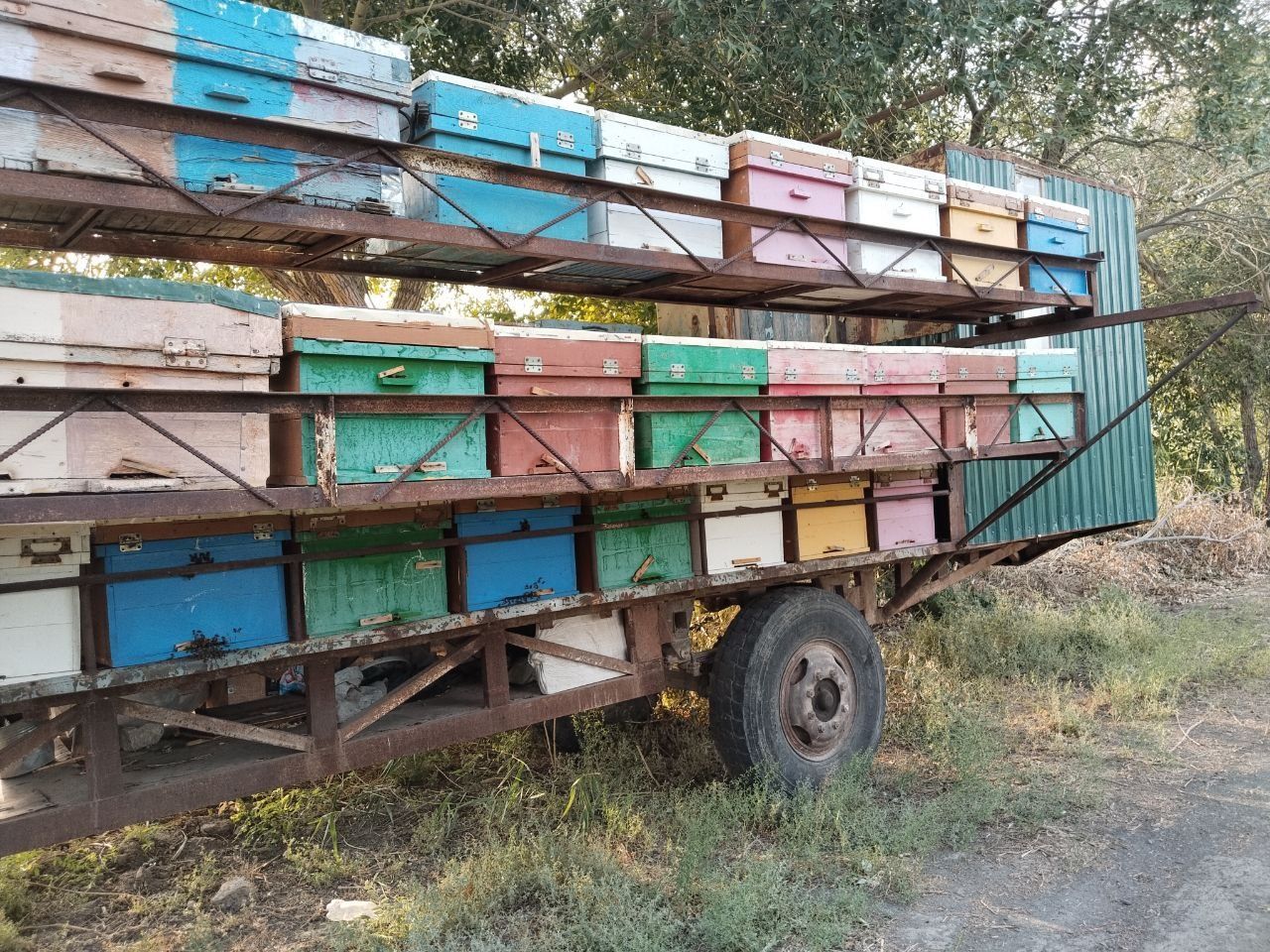 Асалари оиласи сотилади