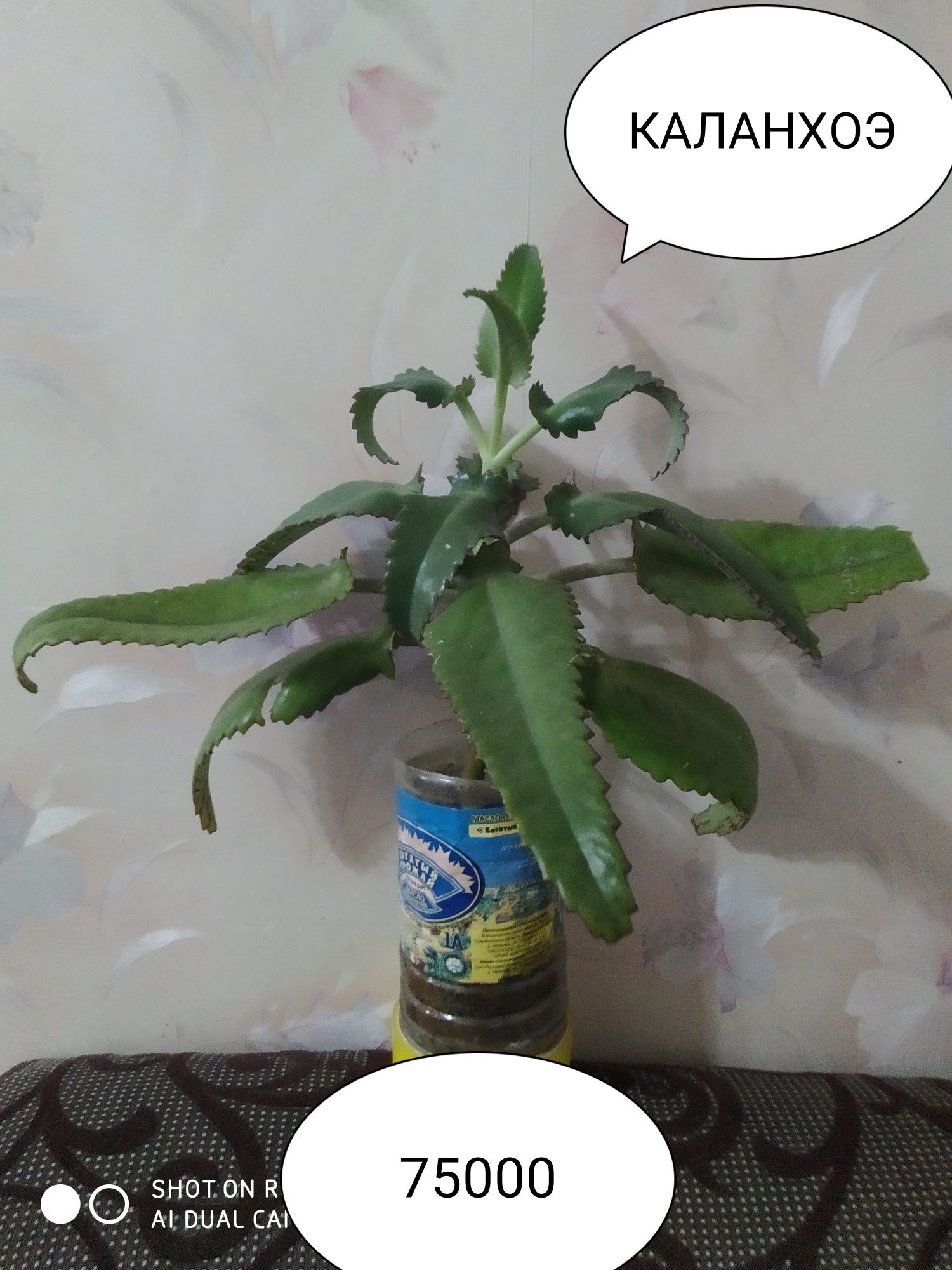 Домашние цветы горшке