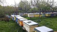 Vand familii de albine pe 10 rame