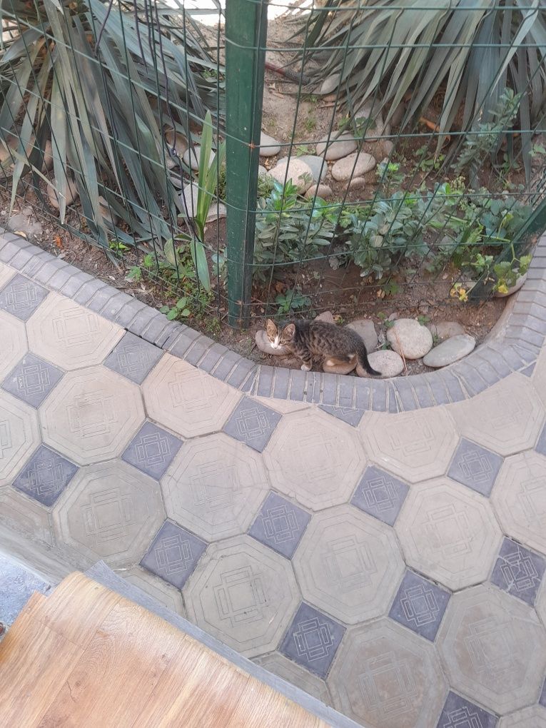 Котята около месяца