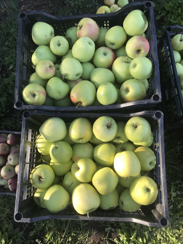 Vând mere producție proprie