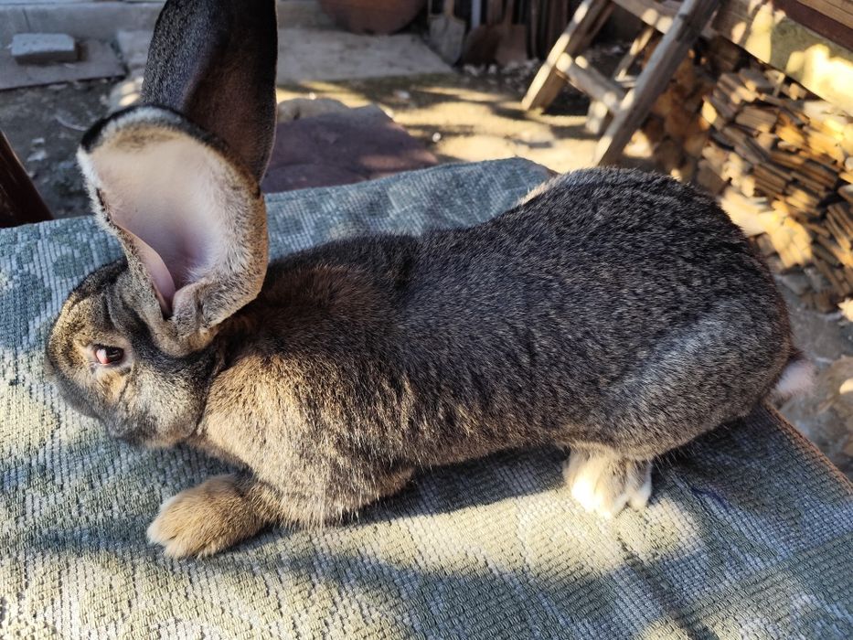 Vând iepuri Uriaș German