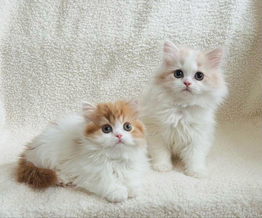 Только на этой неделе породных шотланда в любимцы!