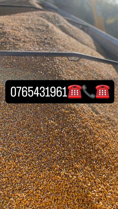 Vând porumb ,grâu,orz,ovăz,uruială!