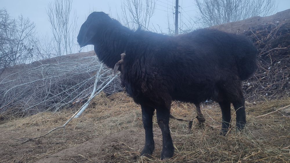 Quchqorlar zottor kelib kurib olib ketingizlar