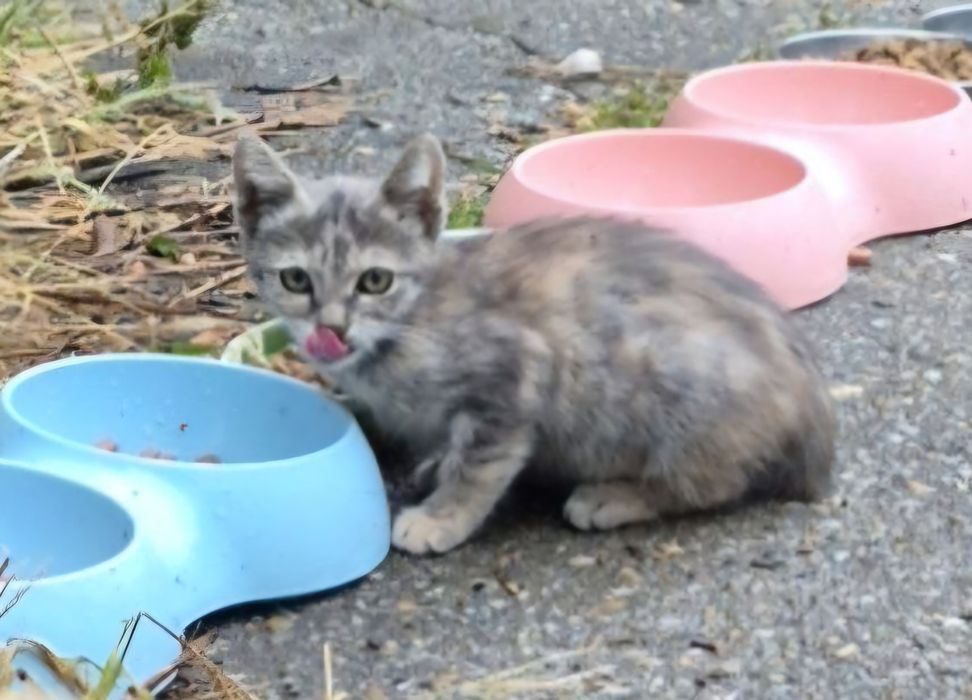 Se doneaza 5 pui de pisica adorabili care isi cauta stapan