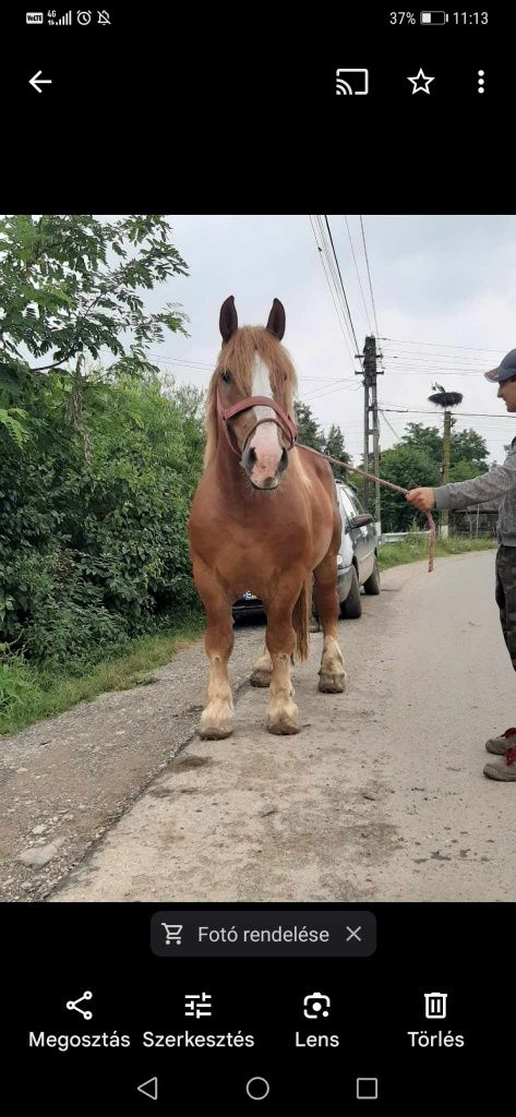 Tarzan, armasar pentru monta