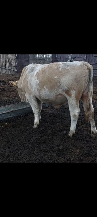 Симметал 2 Жылдық бұқалар сатылады