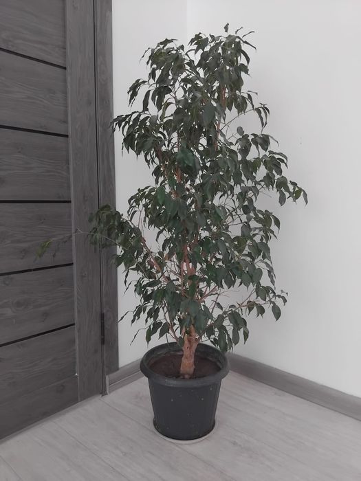 Комнатное растение