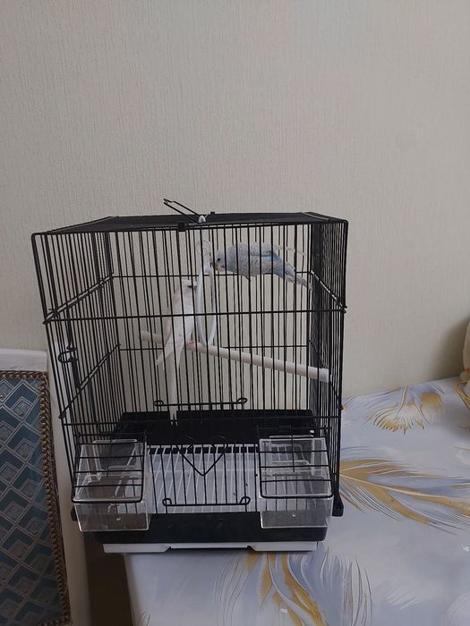 Попугайчики клетка, минералы, корм