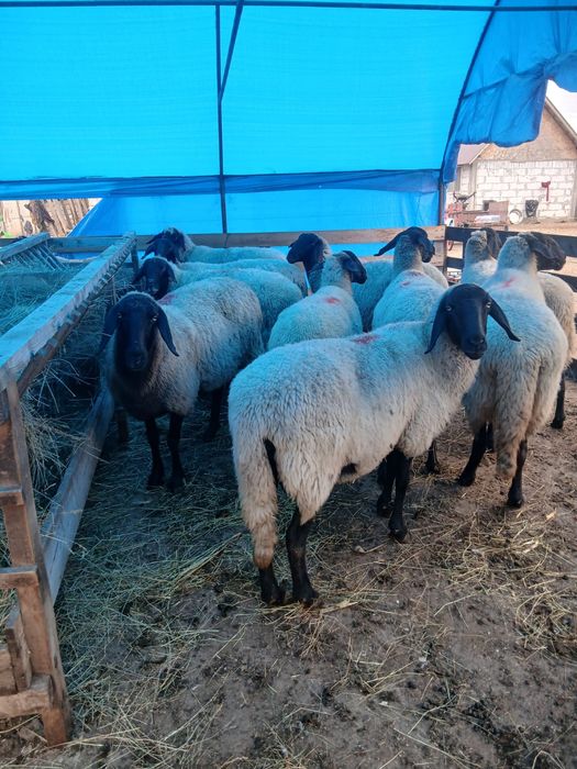 Vând 30 de oi carabase