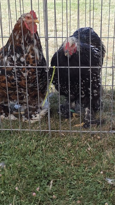 Familie brahma disponibile