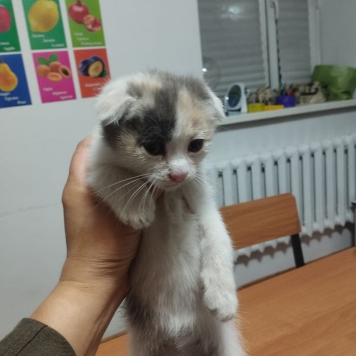 Отдам кошку в хорошие руки