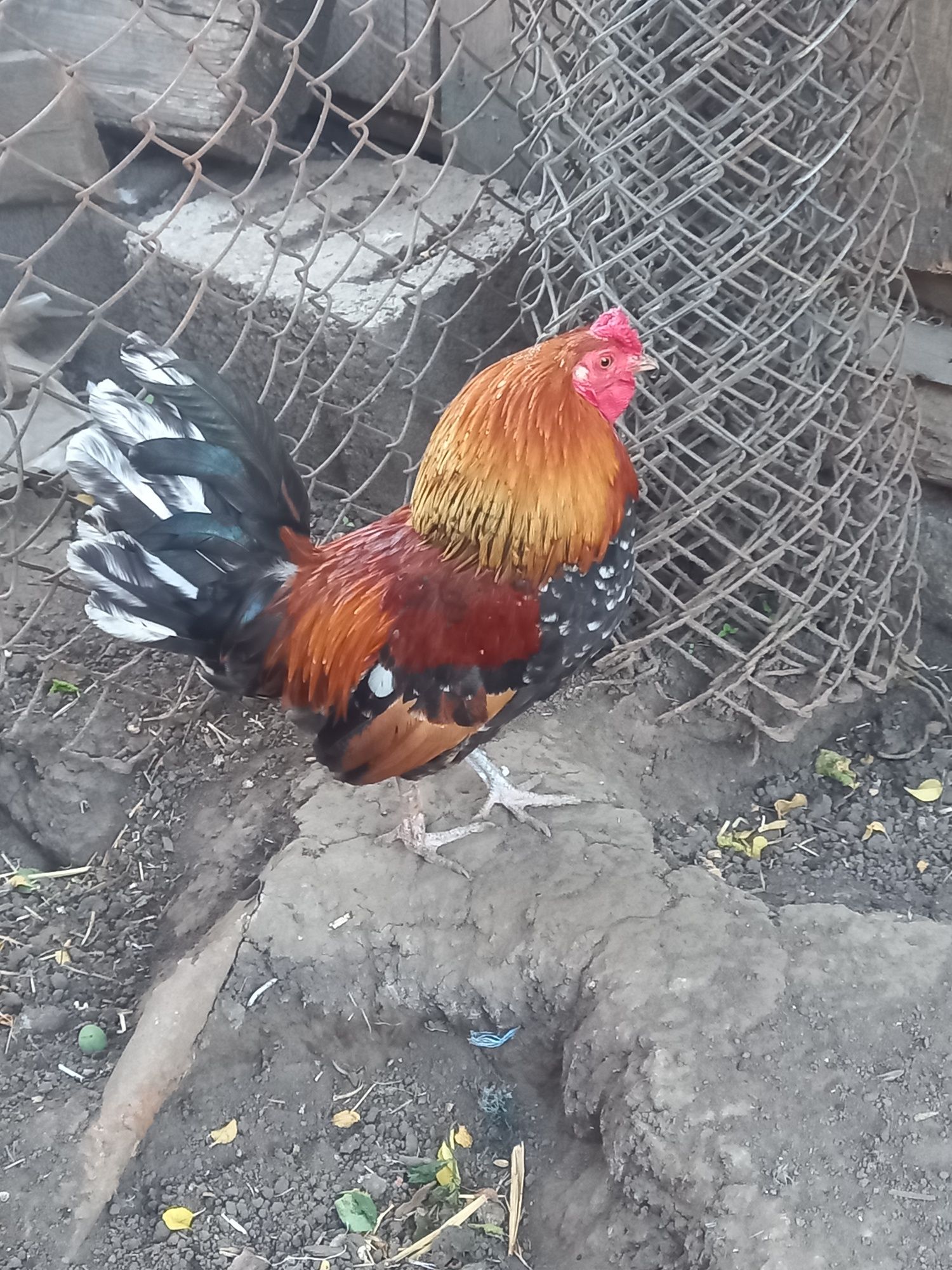 Cocos pitic american