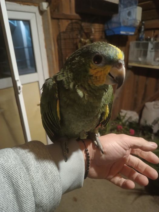 Pui blând Amazon cu fruntea albastra