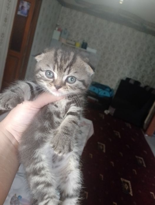 Шотландское вислоуха