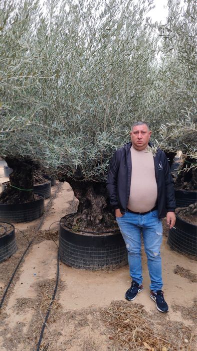 Maslini bonsai maslini seculari