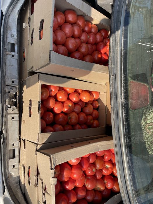 Помидоры по низкой цене