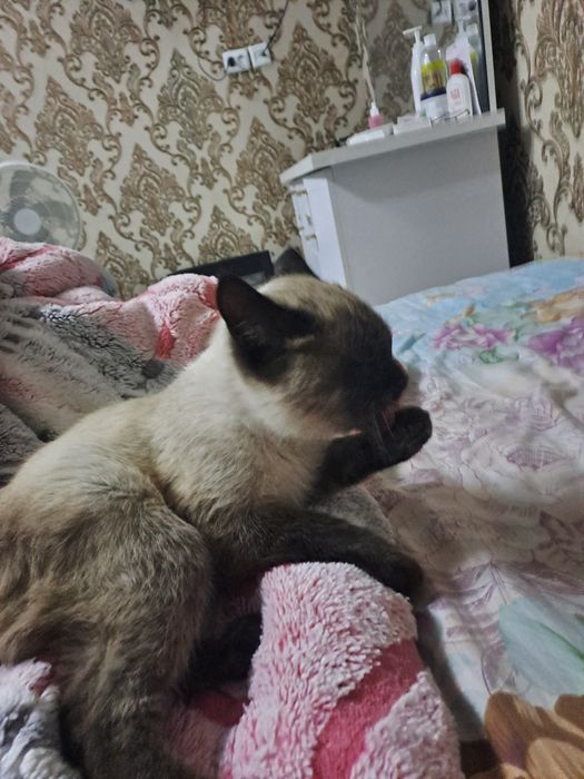 Эркак мушук сеамски парода