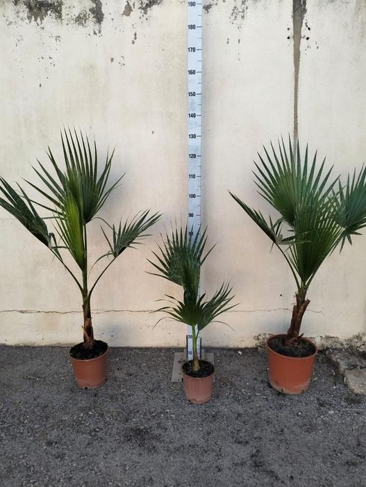 Vând palmieri Washingtonia robusta