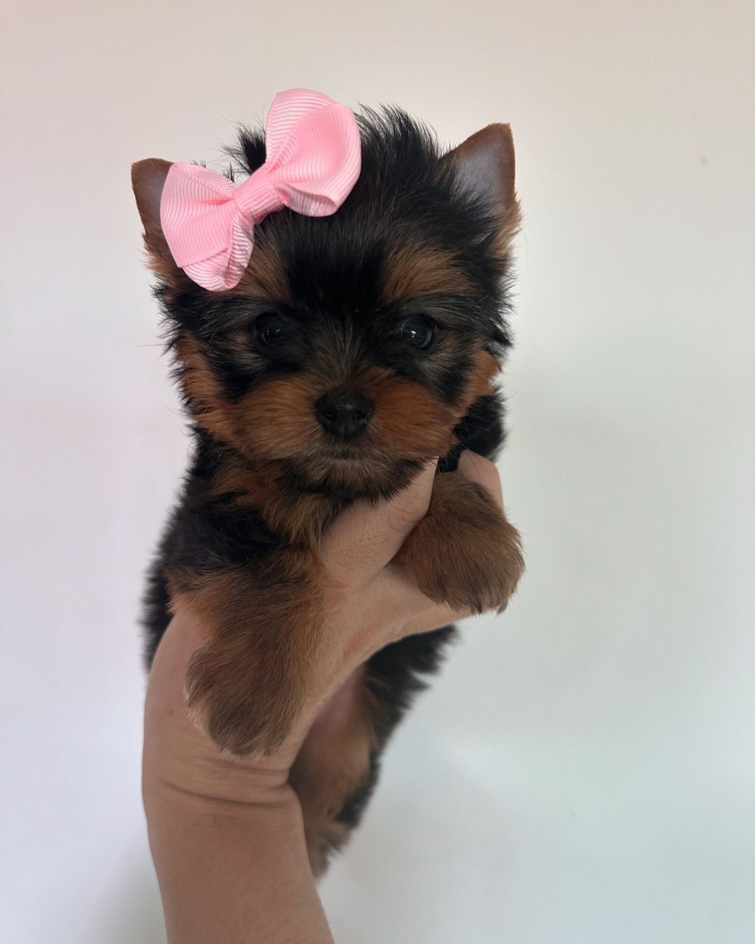 Yorkshire terrier talie mica