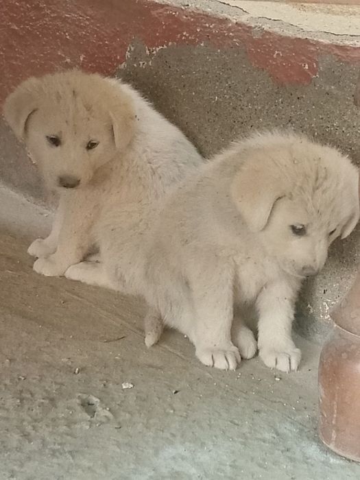 Kuchukchalar sotiladi