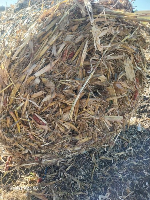 Baloți de porumb (coceni)