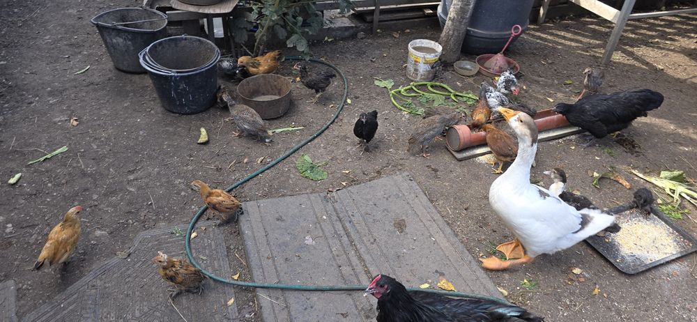 Vand boboc mare gasca rata muta pui liliputi gainusa pinta asturiana