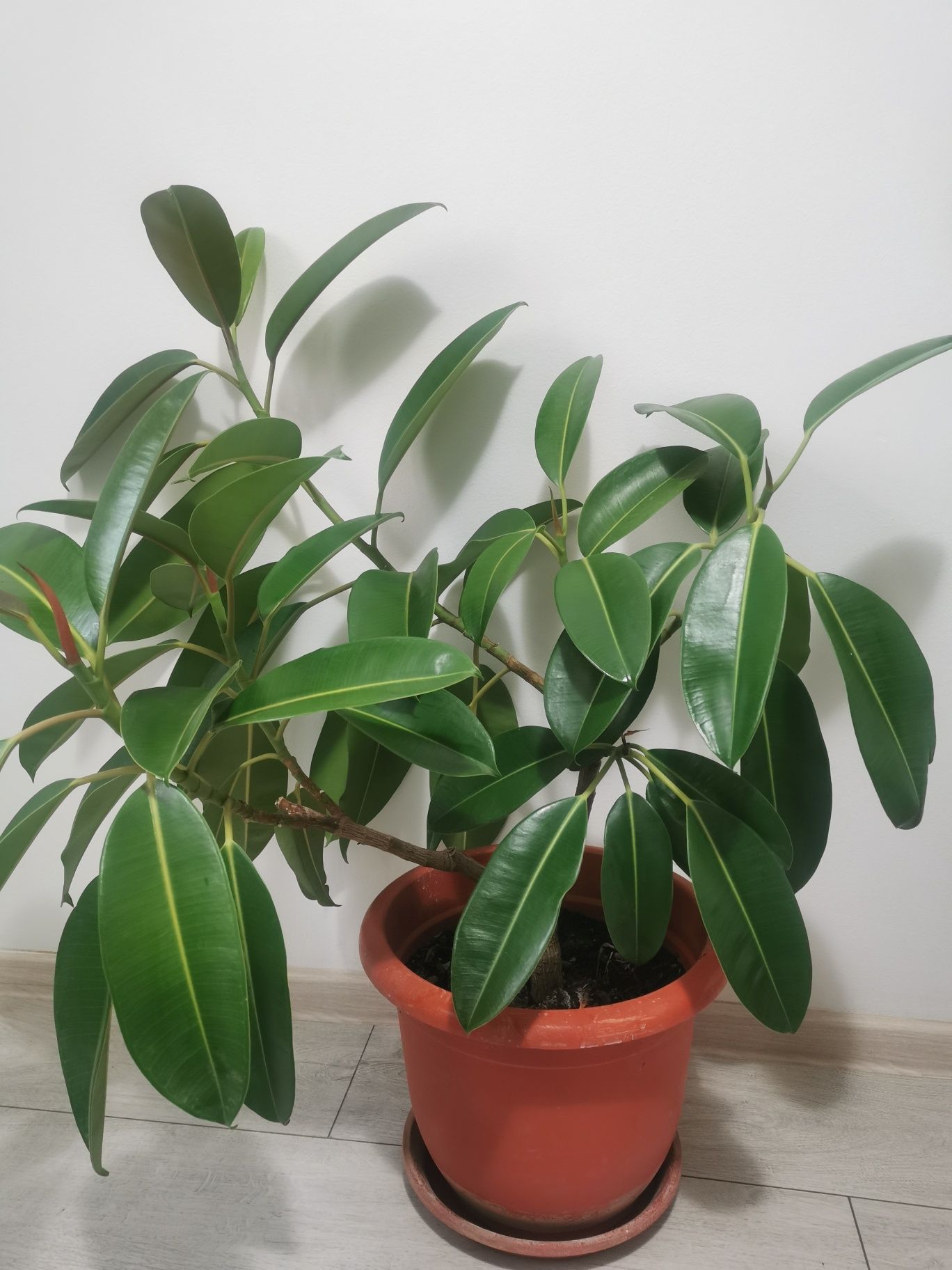 Ficus, planta decorativa