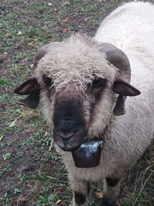 Vând oi si berbecuți din primăvară