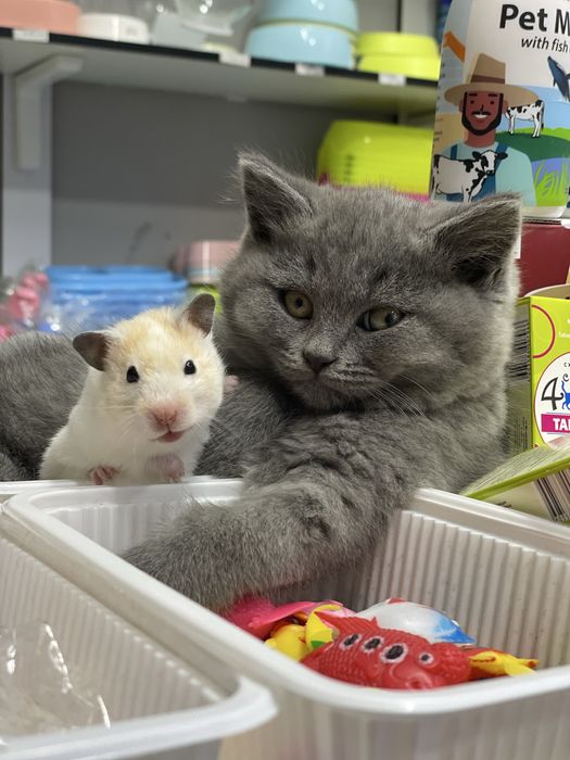 British strayt tozza qon