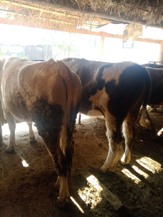 Продам ..Продам..