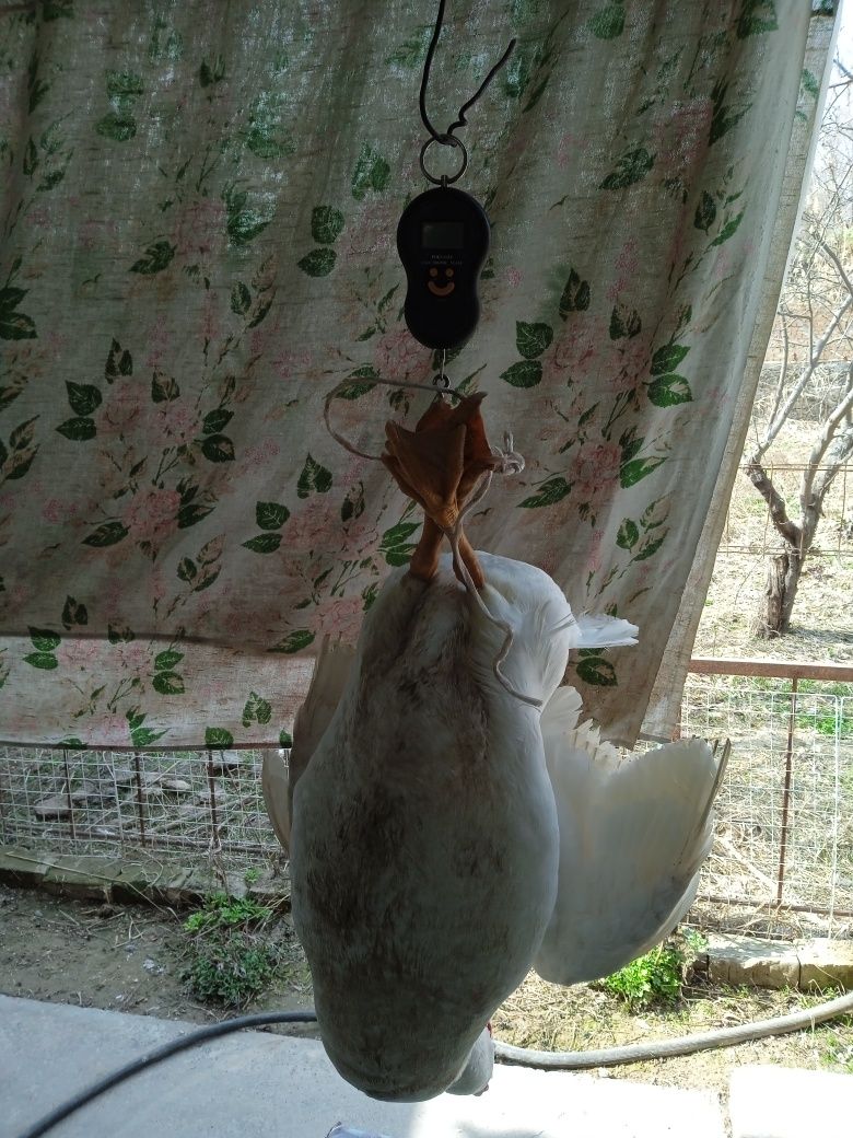 Индоутята бройлерные.